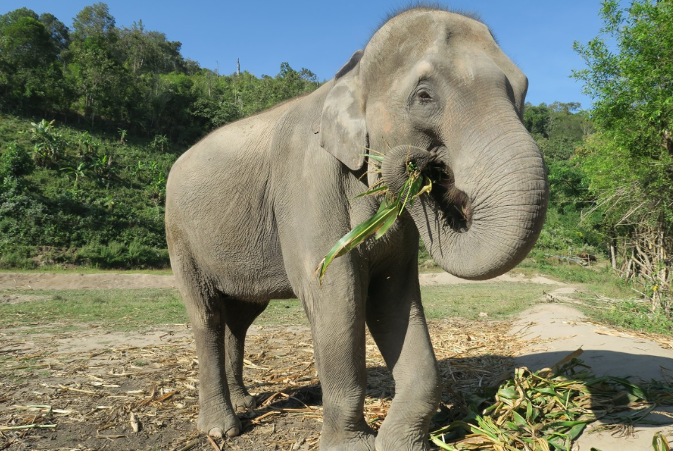 Santuario ético de elefantes en Chiang Mai