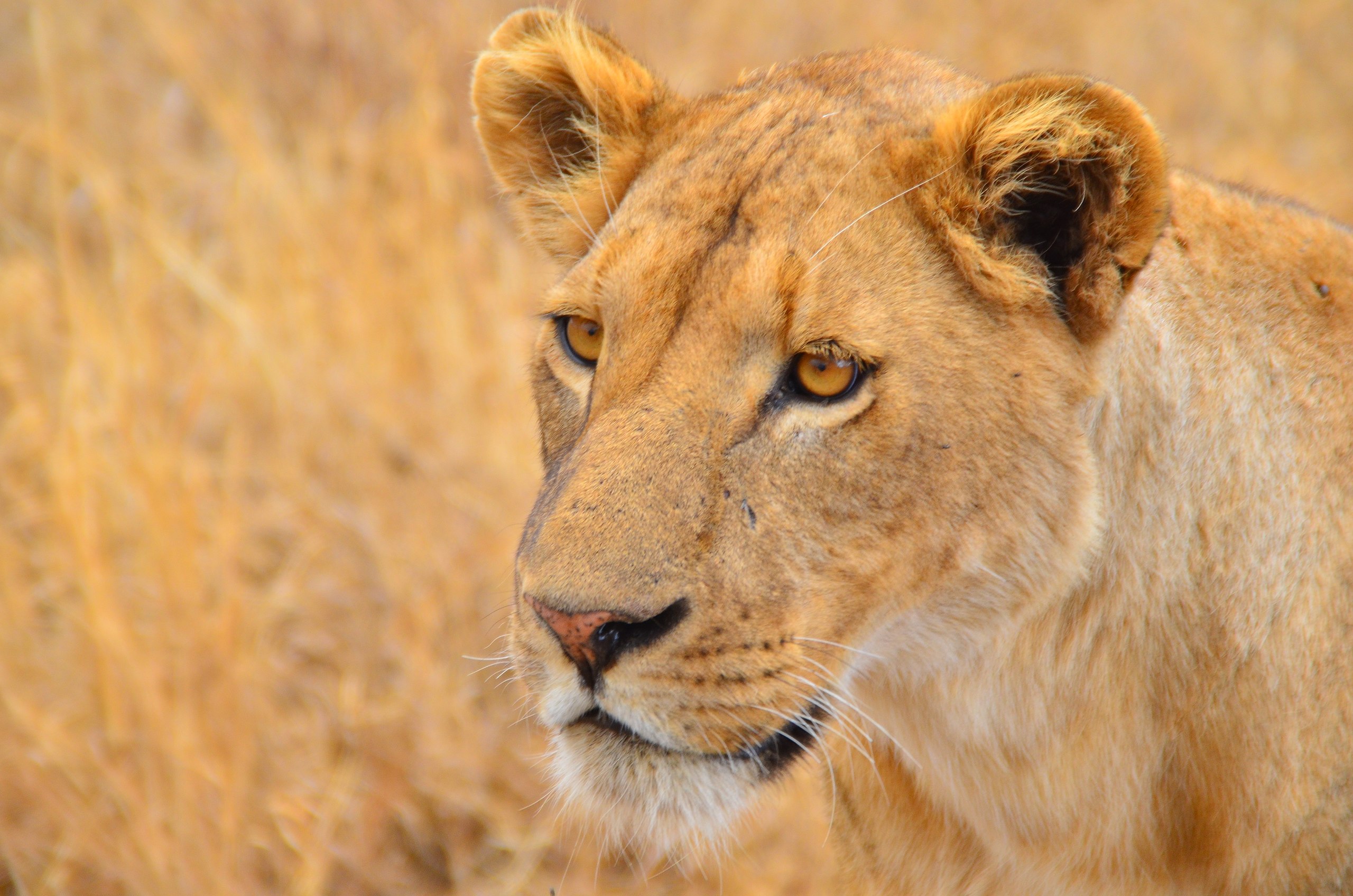 Safari en Kenia y Tanzania Mejor época