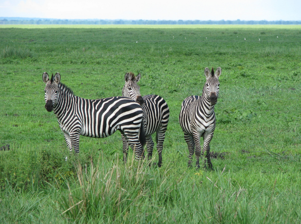 Paisaje verde en temporada de lluvias Tanzania