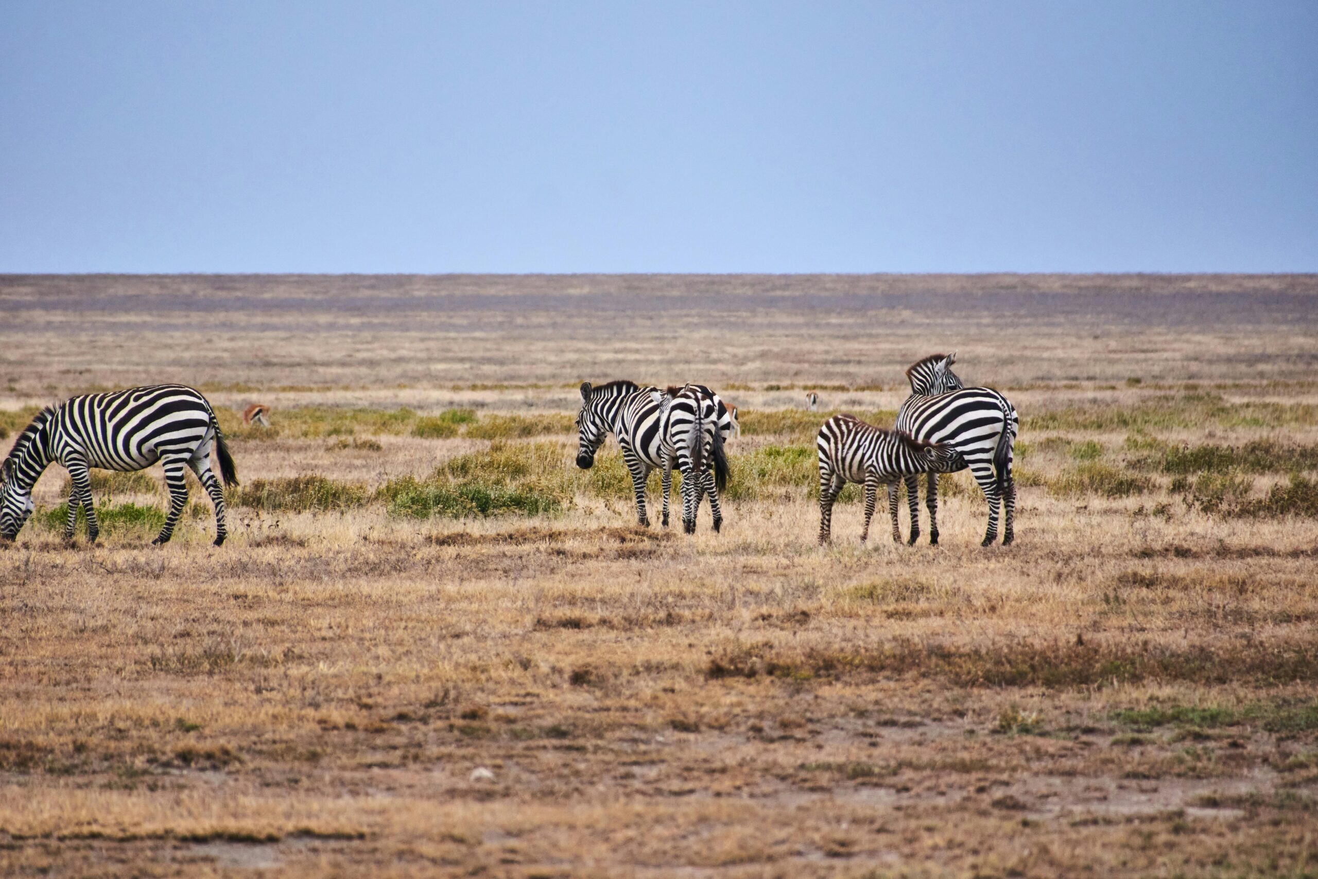 Safari en temporada seca Tanzania