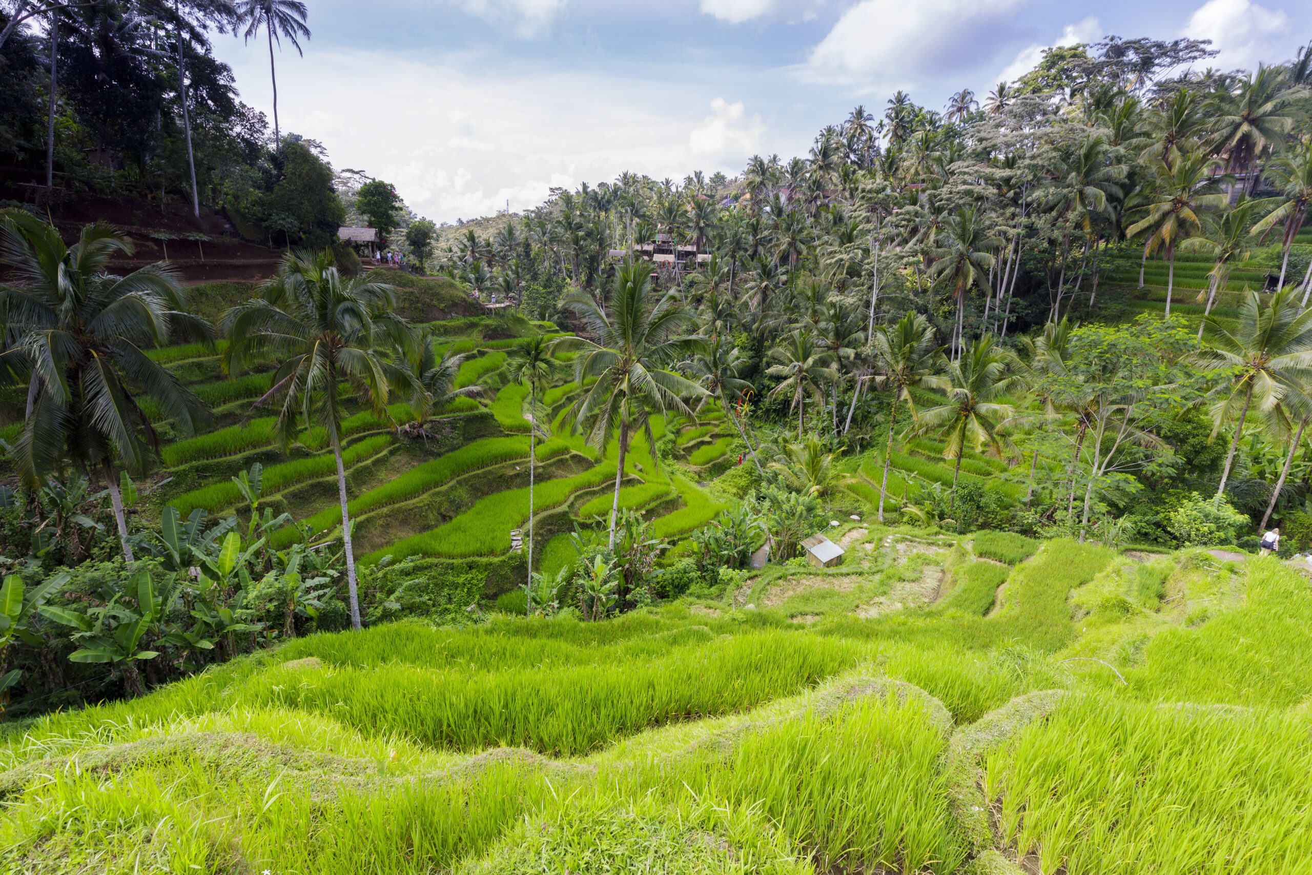Campos de arroz de Tegalalang en Bali