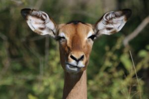 Viaje a Sudáfrica con Safari