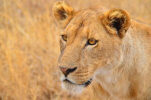 Mejor época para viajar a Kenia y Tanzania