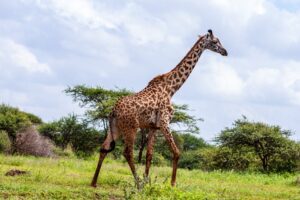 Viaje a Kenia 7 días