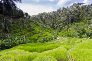 Tailandia o Bali: cuál elegir según lo que buscas