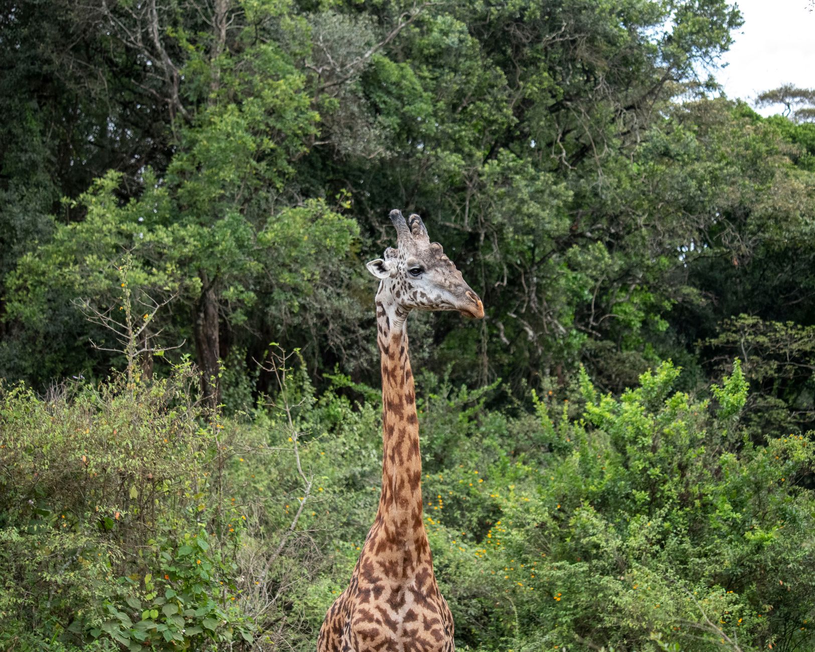 Jirafa en el Parque Nacional de Nairobi, Kenia