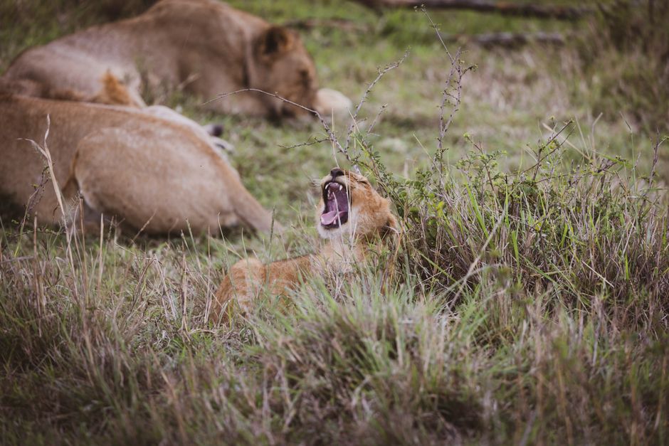 Leones en el Serengeti