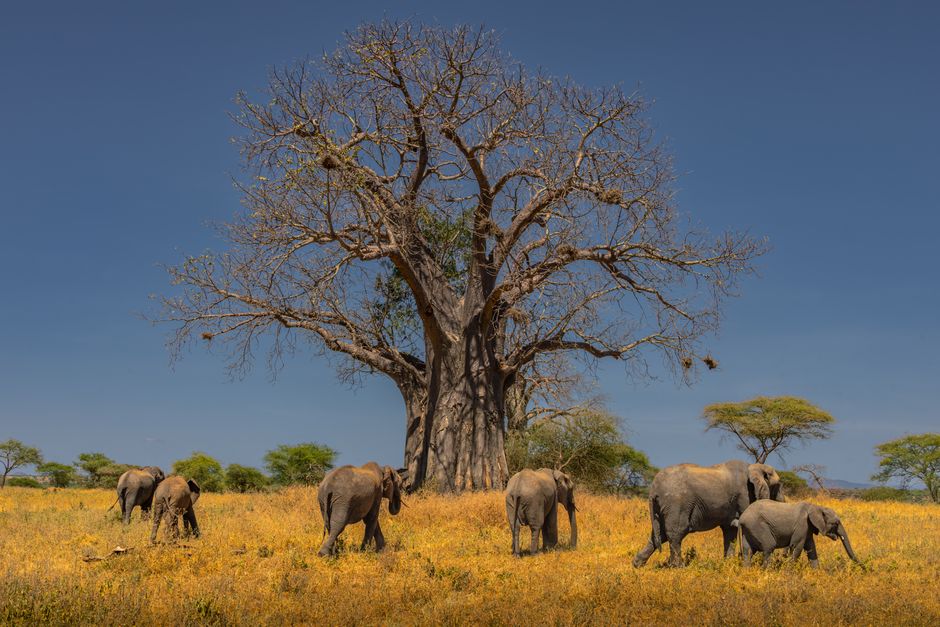 Elefantes y baobabs en Tarangire