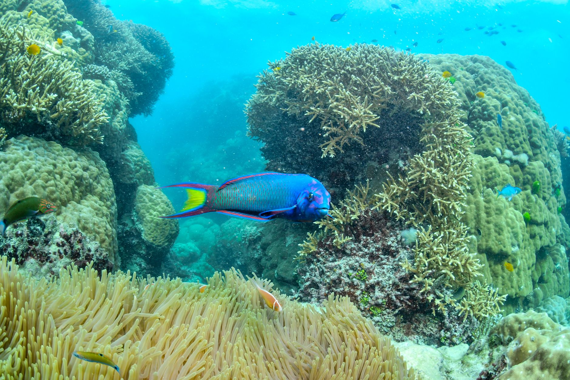 Buceo en la Gran Barrera de Coral desde Cairns