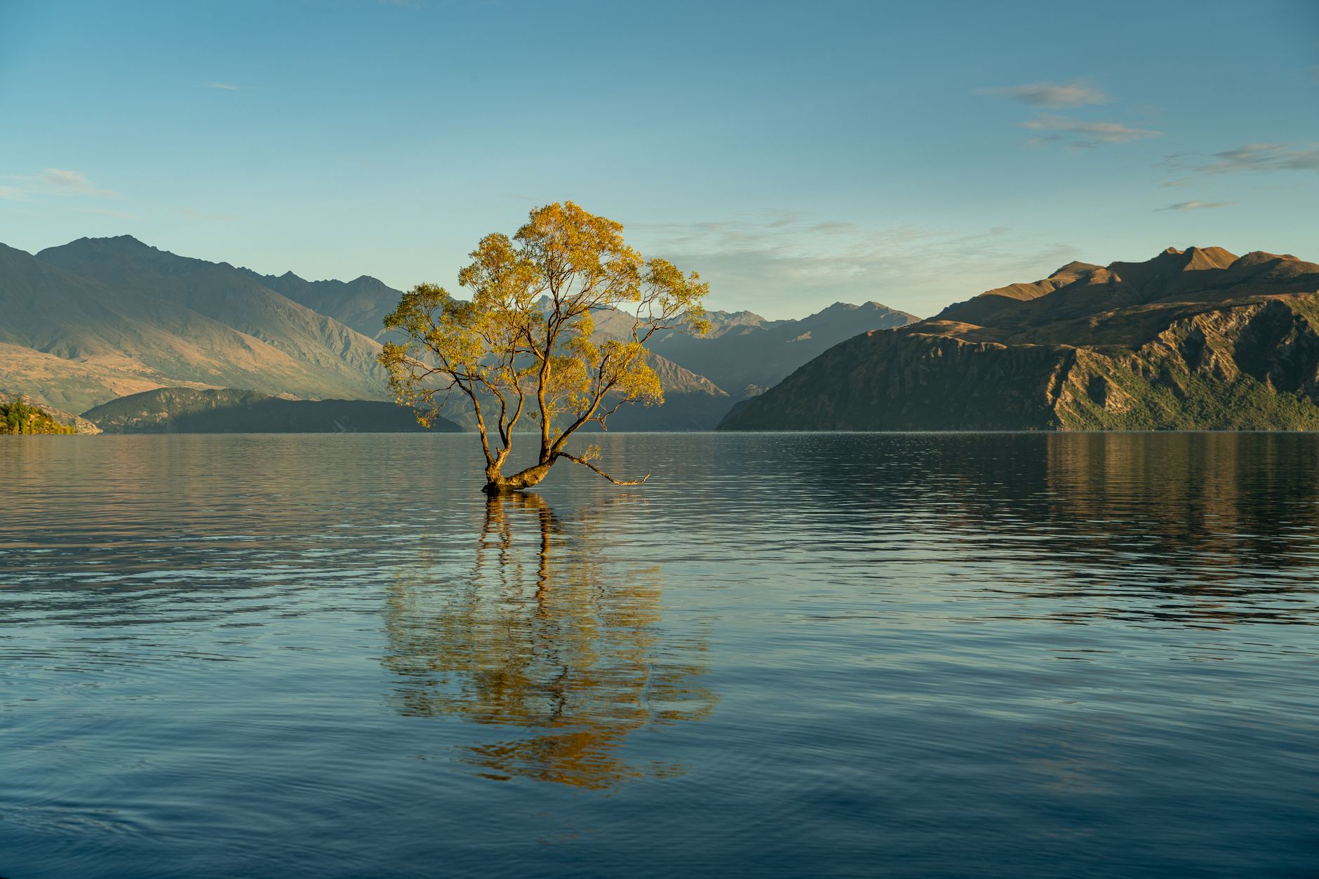 El árbol solitario del lago Wanaka
